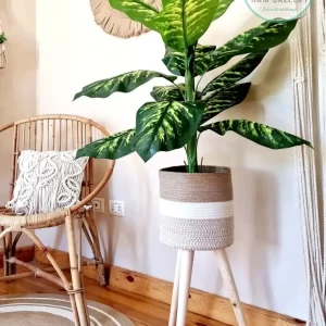 Set Pot and plant spp4