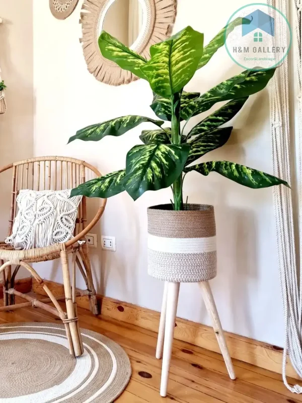 Set Pot and plant spp4