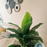 Pot and plant shape1