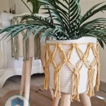 Set Pot and plant spp10