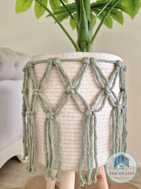 Set Pot and plant spp10