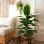 Pot and plant shape10