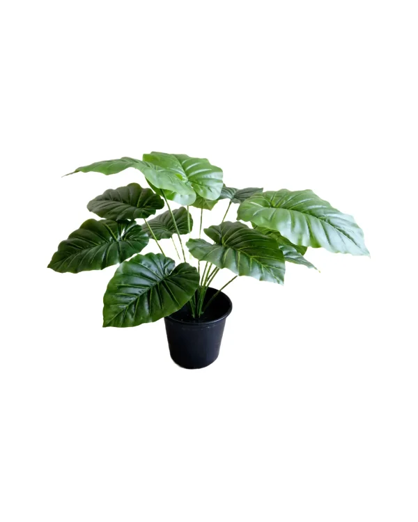 Pot and plant shape6