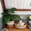 Pot and plant shape6