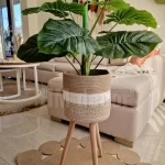 Pot and plant shape29