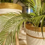 Pot and plant shape31