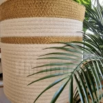 Pot and plant shape31