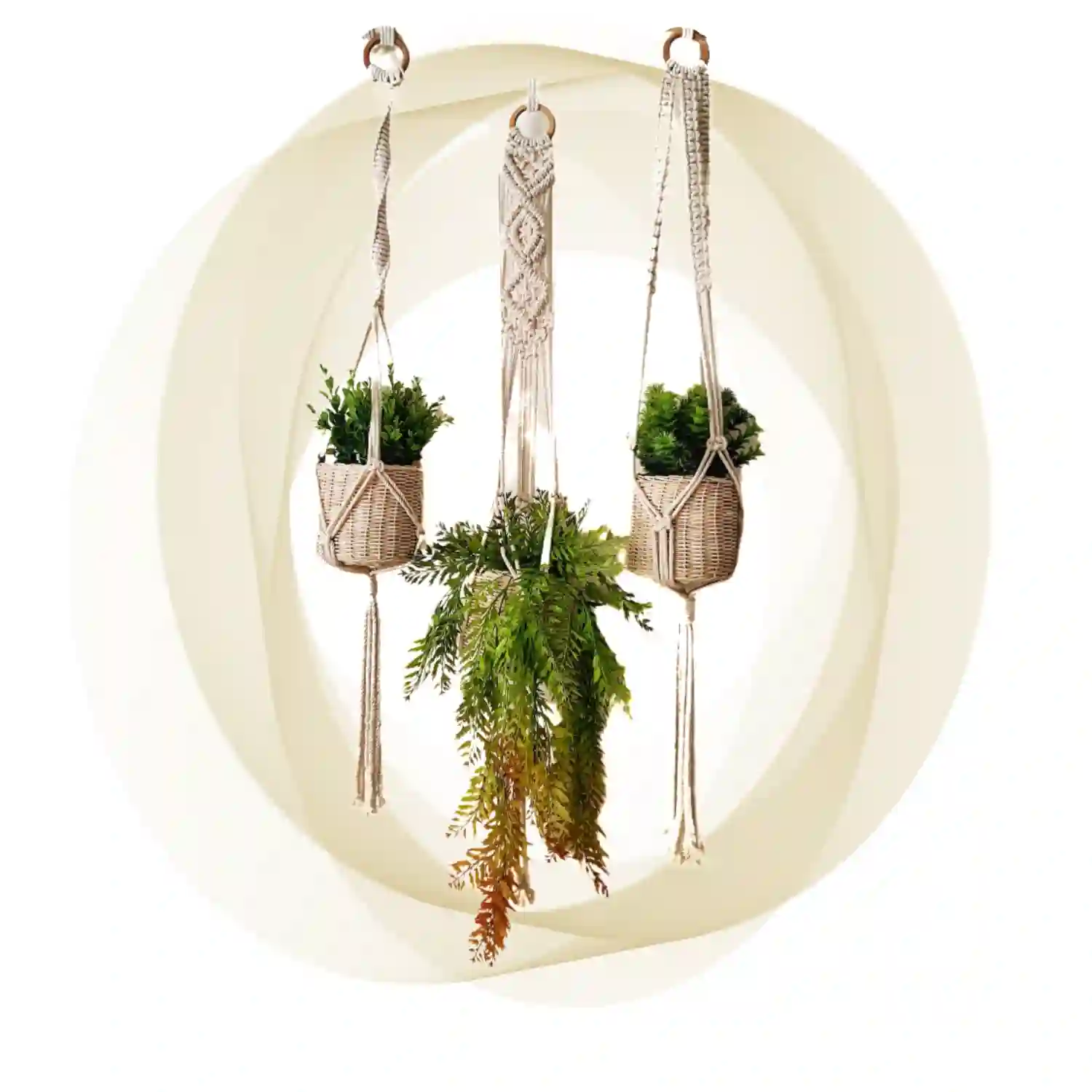 hanging plants