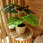 Set Pot and plant spp35