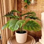 Set Pot and plant spp35