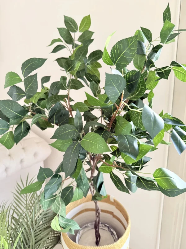 Ficus tree & palm tree Pot and plant
