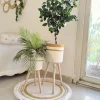 Ficus tree & palm tree Pot and plant