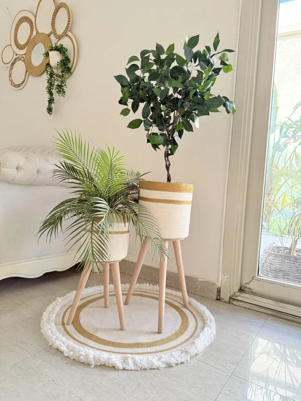 Ficus tree & palm tree Pot and plant