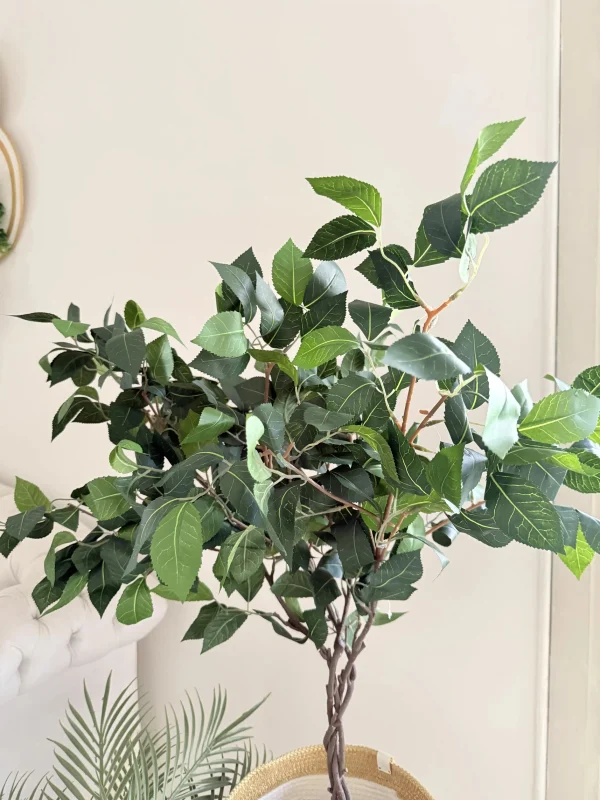 Ficus tree & palm tree Pot and plant