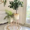 Ficus tree & palm tree Pot and plant