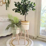 Ficus tree & palm tree Pot and plant
