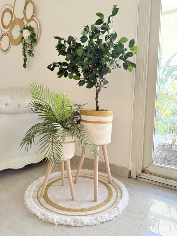 Ficus tree & palm tree Pot and plant