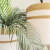 Ficus tree & palm tree Pot and plant