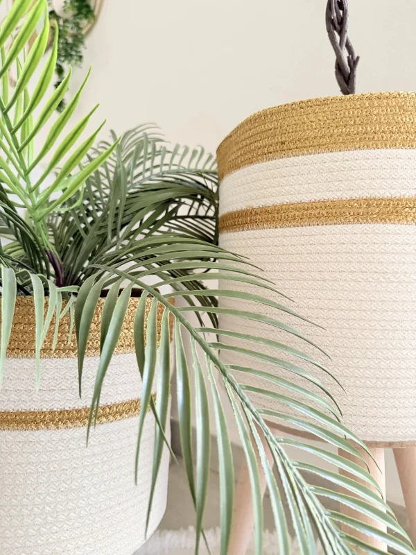 Ficus tree & palm tree Pot and plant