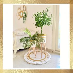 Olive tree & palm tree Pot and plant