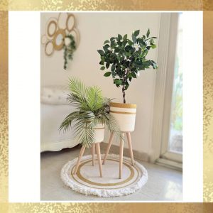 Ficus tree & palm tree Pot and plant