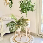 Olive tree & palm tree Pot and plant