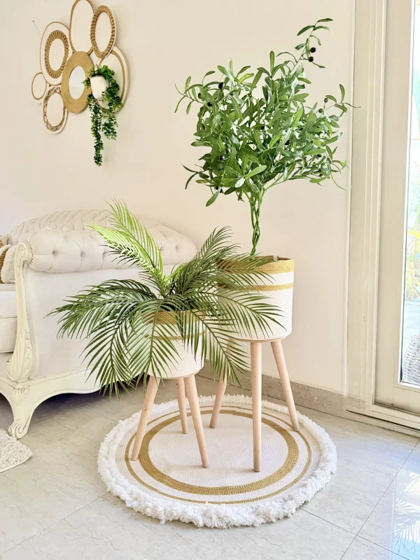 Olive tree & palm tree Pot and plant