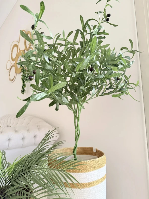 Olive tree & palm tree Pot and plant