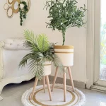 Olive tree & palm tree Pot and plant
