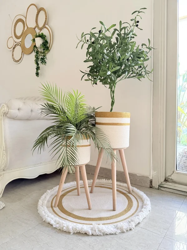 Olive tree & palm tree Pot and plant