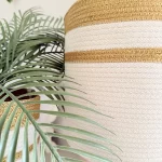 Ficus tree & palm tree Pot and plant