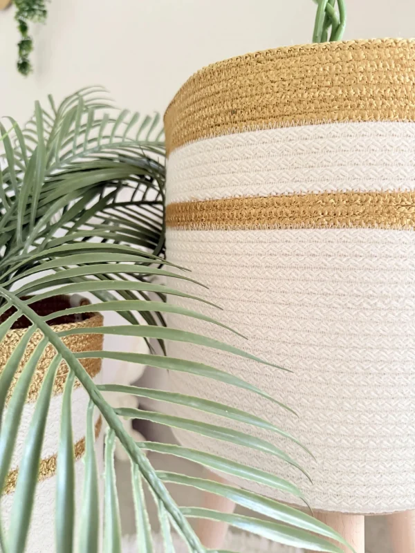 Ficus tree & palm tree Pot and plant