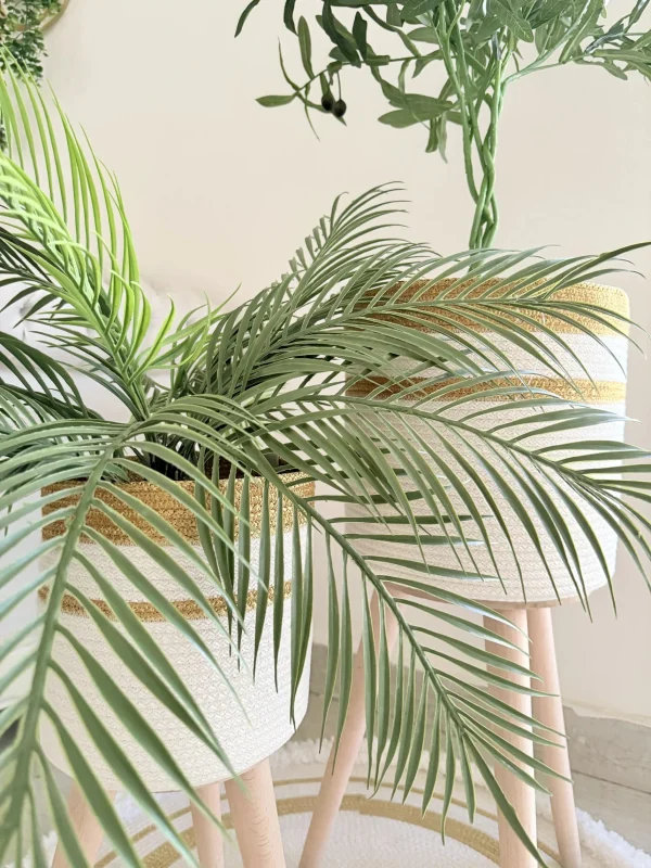 Olive tree & palm tree Pot and plant