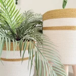 Ficus tree & palm tree Pot and plant