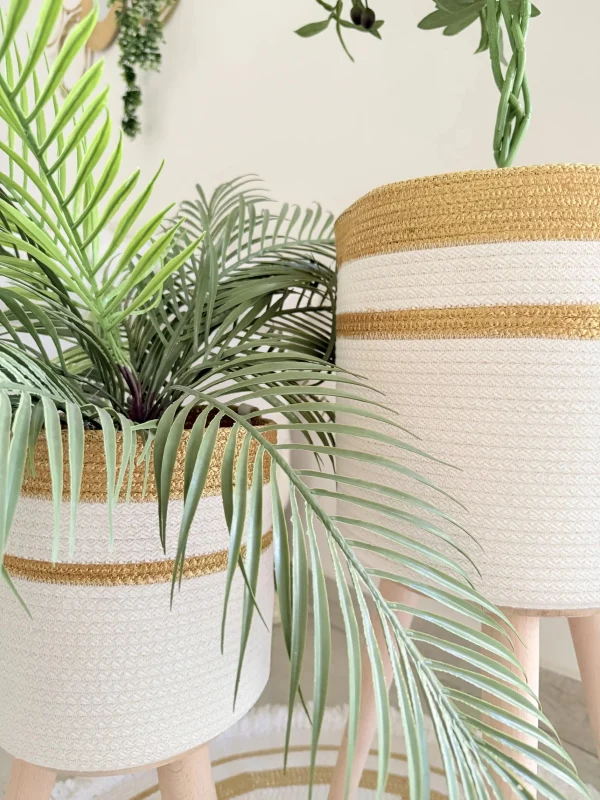 Ficus tree & palm tree Pot and plant