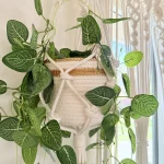 Royal macrame hanging with pot&plant