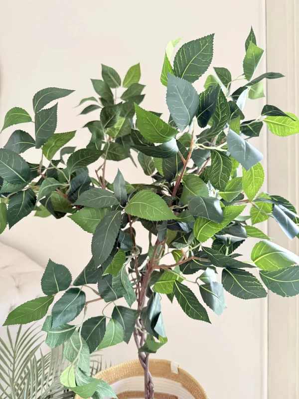 Ficus tree & palm tree Pot and plant