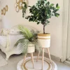 Ficus tree & palm tree Pot and plant