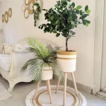 Ficus tree & palm tree Pot and plant