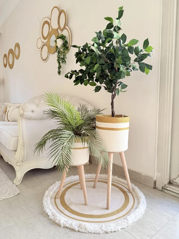 Ficus tree & palm tree Pot and plant
