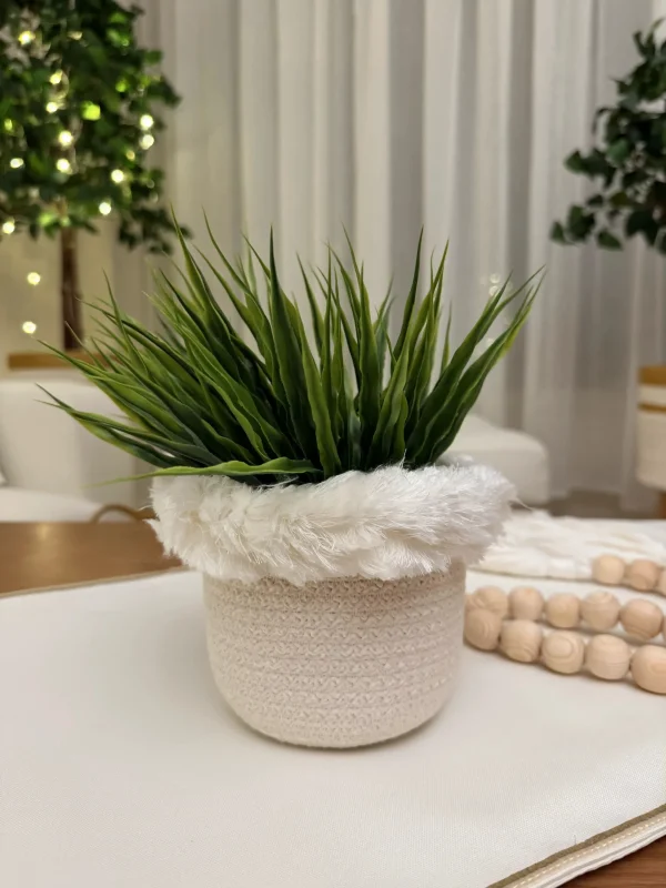 Naseem small pot & plant