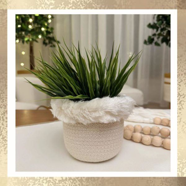 Naseem small pot & plant