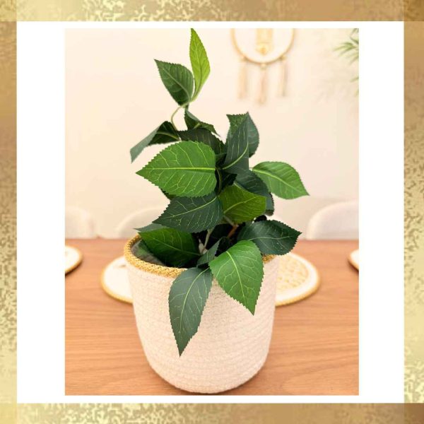 Benjamina plant with pot