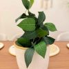 Benjamina plant with pot