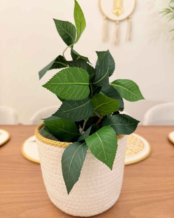 Benjamina plant with pot