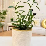 Olive plant with pot