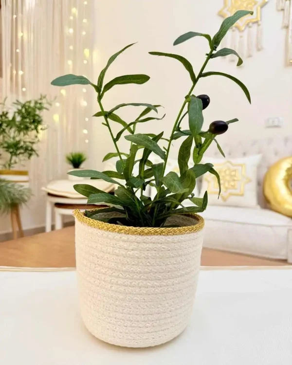 Olive plant with pot