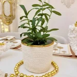 Olive plant with pot