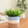 19 Tissue case shape7